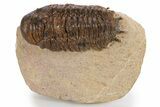 Bargain, Crotalocephalina Trilobite - Atchana, Morocco #341304-3